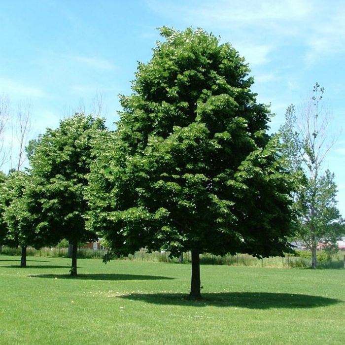 Липа європейська Палліда 1,6-2м