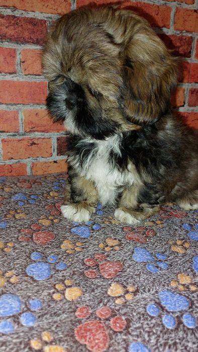 Piesek   Shih-tzu