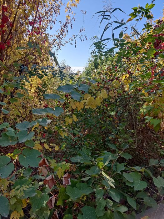 Продам дачу у СТ «Запорожец»