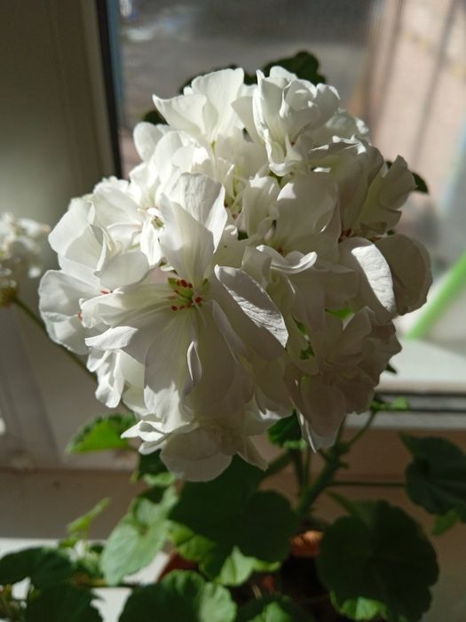 Пеларгонія , каланхое
