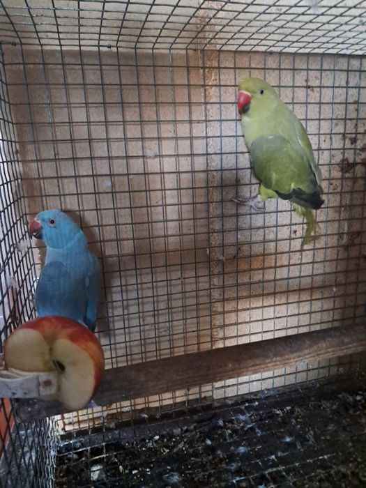 2 casais de ring neckes para troca