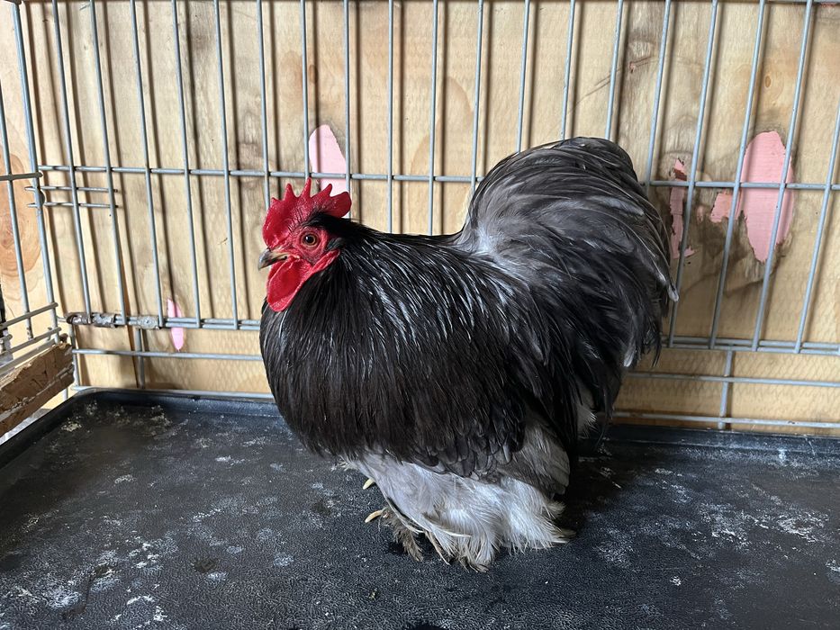 Kogut kochin karzełek