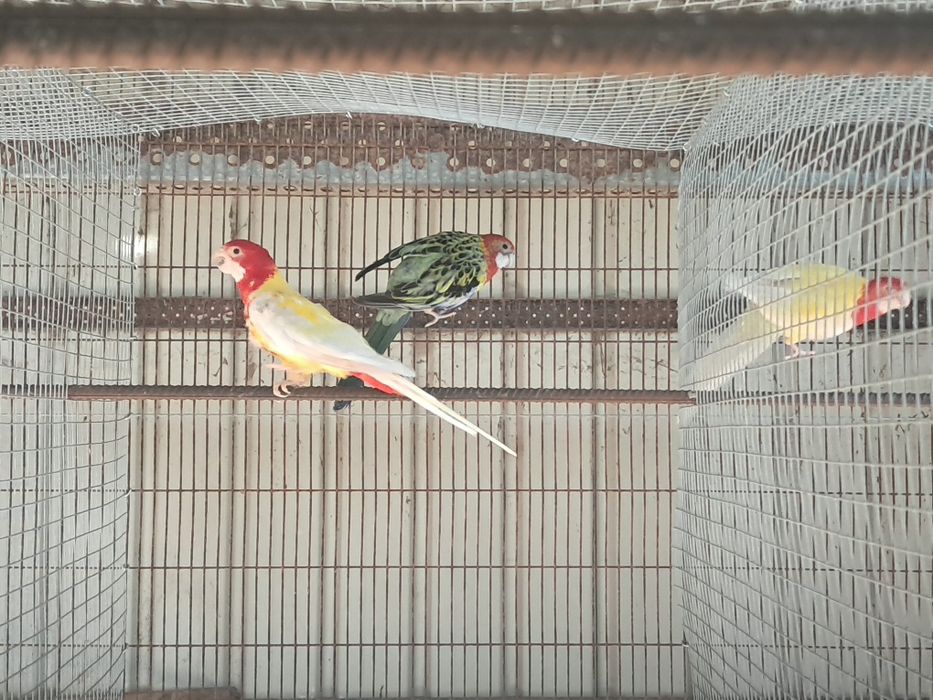 Casal roselas eximius portadores azul