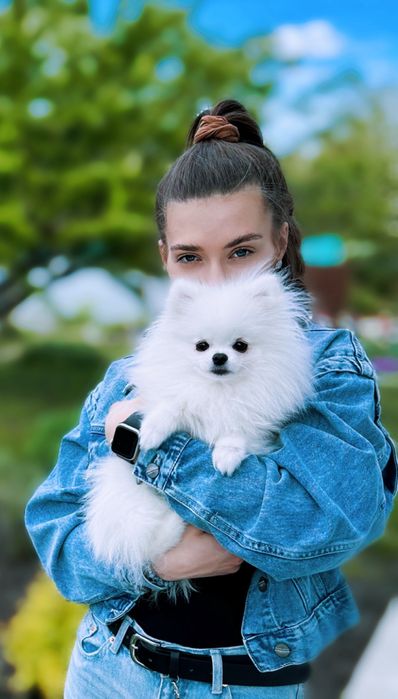 В’язка (міні шпіц)