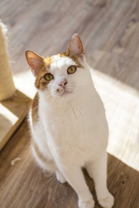 Farcik kochany rudy kawaler szuka domu