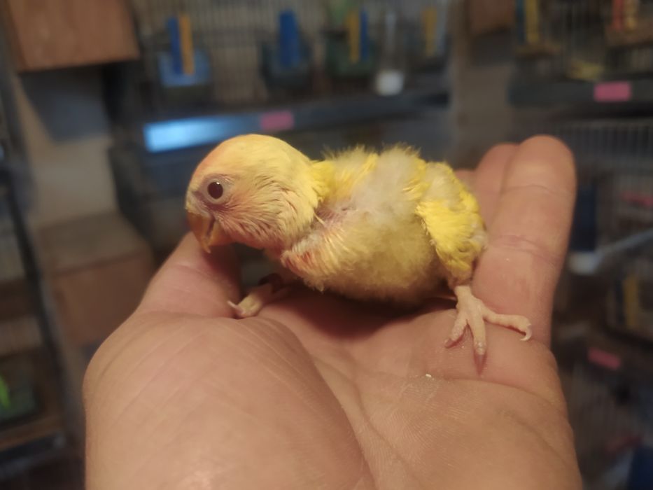 Tenho  agapórnis para acabar criar á mão  foto simbólica