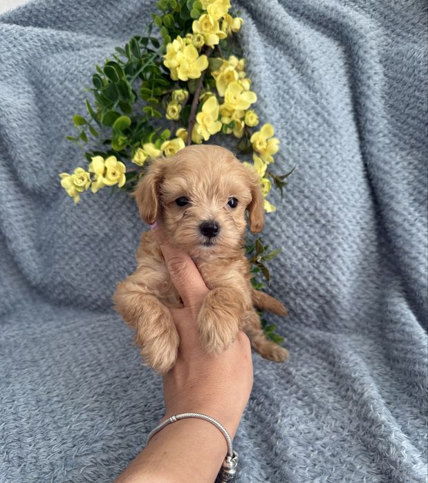 Excelente Maltipoo de Qualidade