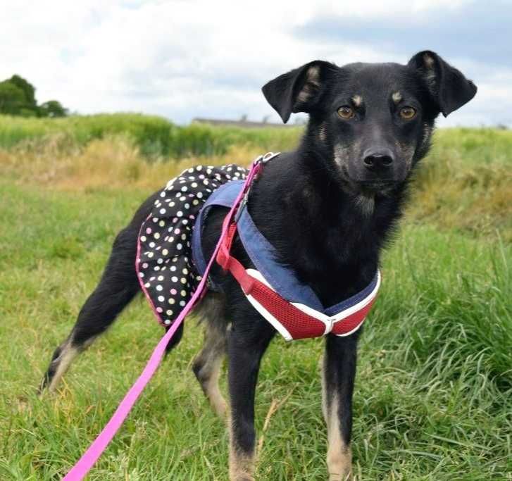 Nieduża (8kg), PRZYJAZNA, delikatna suczka