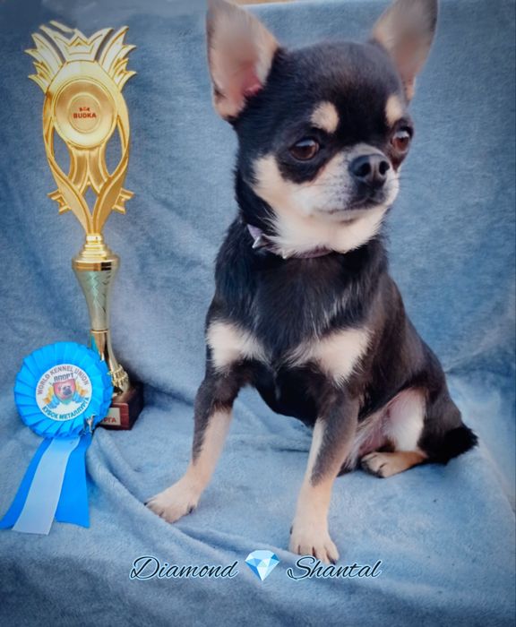 Вязка чихуахуа .