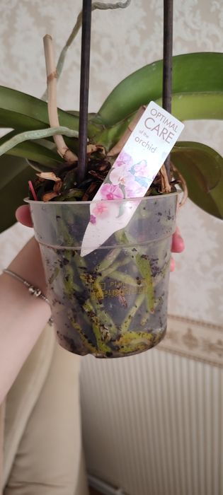 Орхідеї з кашпо колір невідомий