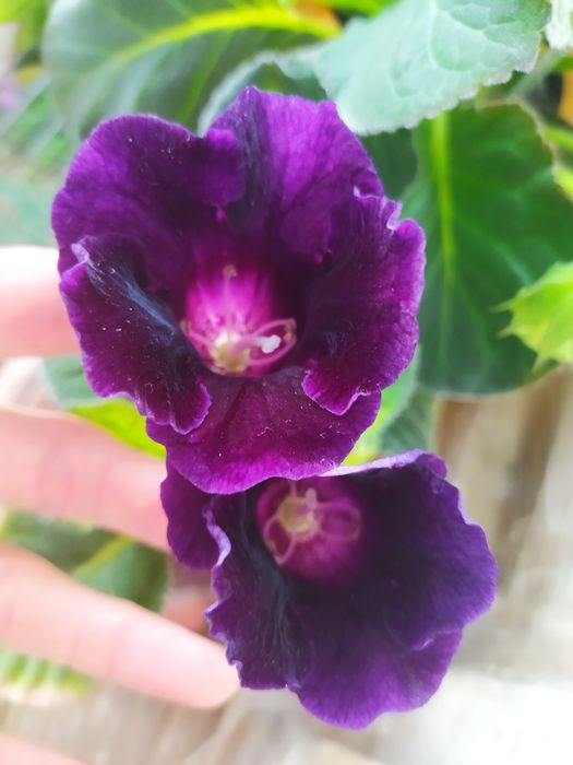 Глоксинії вазон обмін