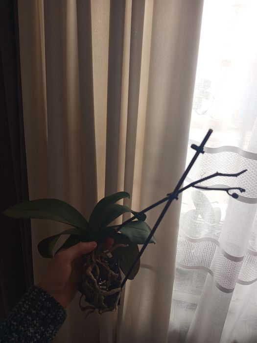 Орхідея в гарному стані