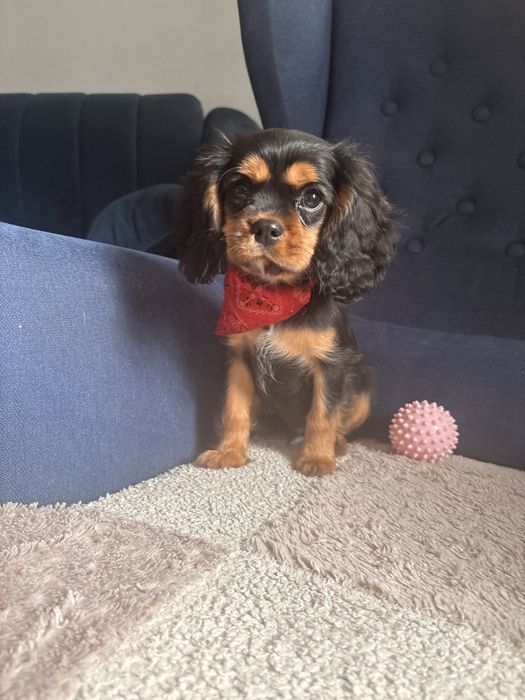 Cavalier King Charles Spaniel piesek.