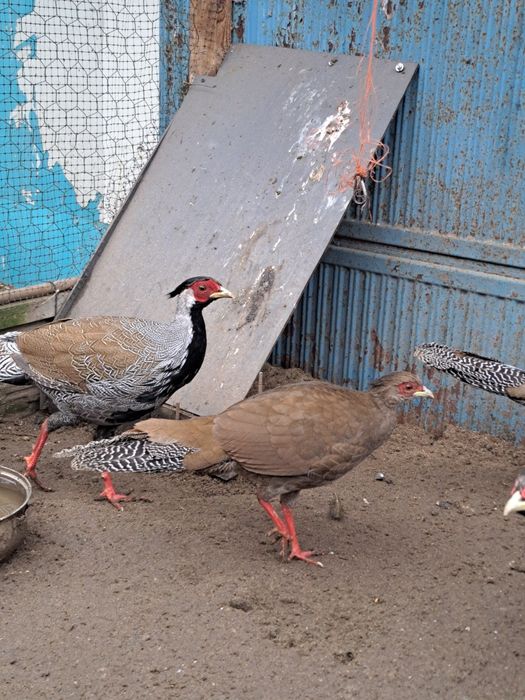 Bażanty srebrne sprzedam