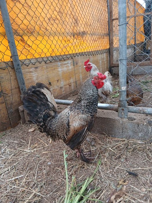 2 Galos  garnize