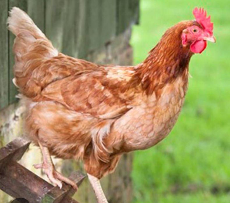 Кури несушки Ломан Браун