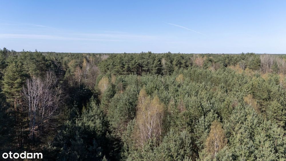Działka leśna Zendek