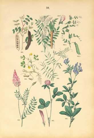 Zielnik- Kwiaty 1885 r.  reprint XIX w. grafiki
