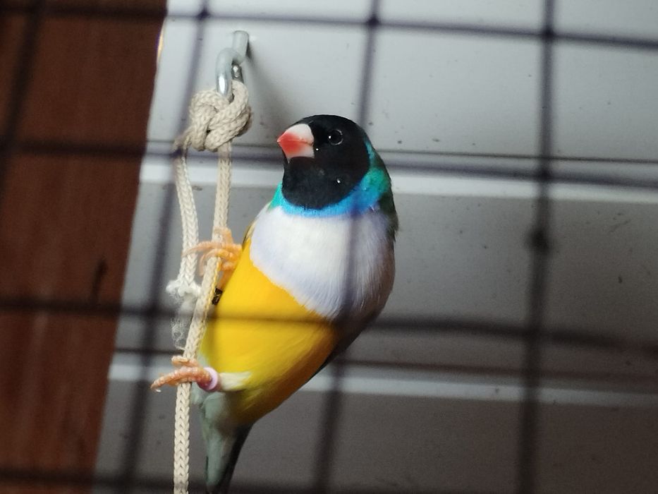 Diamantes Gold de várias cores