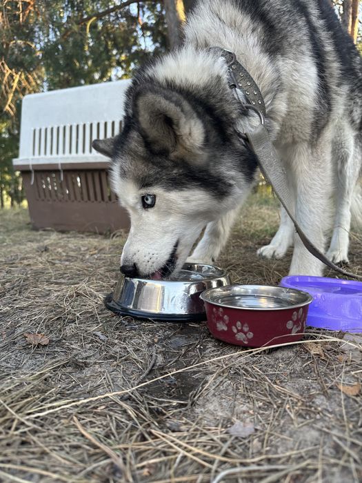 Перевезення тварин закордон. Виїзд кожного тижня! Доставка тварин.