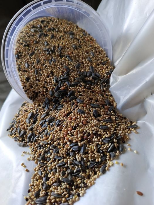 Насіння збалансоване в контейнері та на вагу