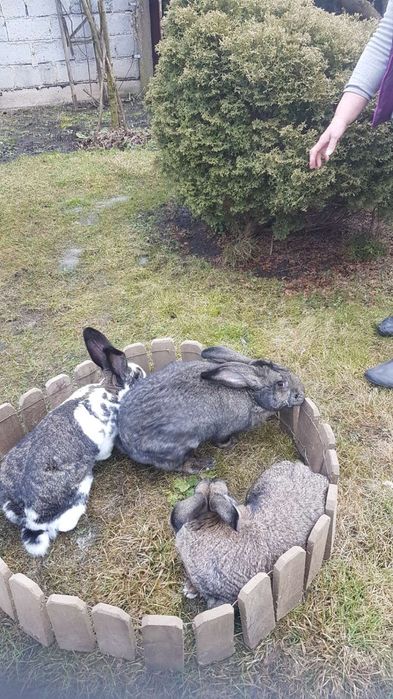 Królik  mieszaniec Belg z Wiedeńskim  mięsne
