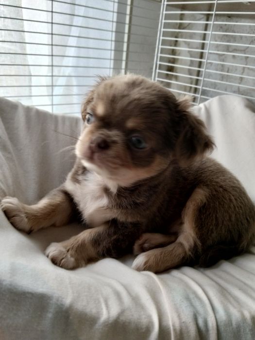 Bebe chihuahua mini olho azul