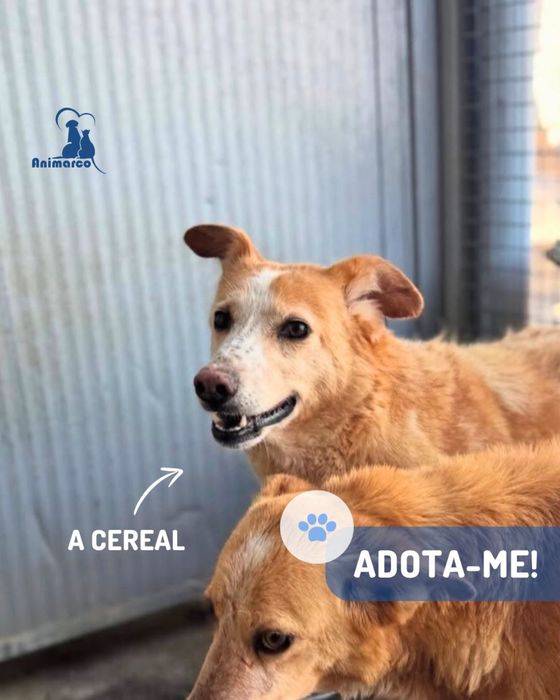 Cereal - cadela porte medio