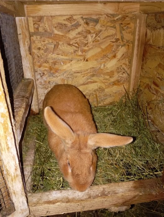 Кролі полтавської срібної породи та бургунці.