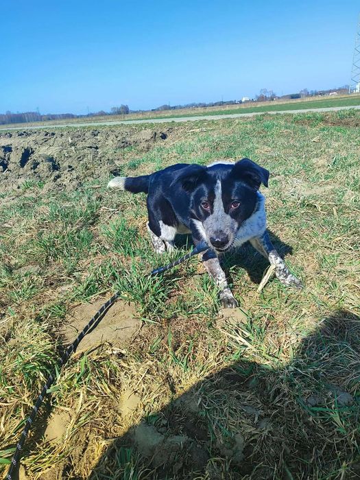 kundelek Dżemik, ale o urodzie Border Collie i Dalmatyńczyka szuka swojego domu