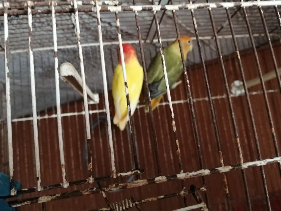 Vendo casal de rosicollis