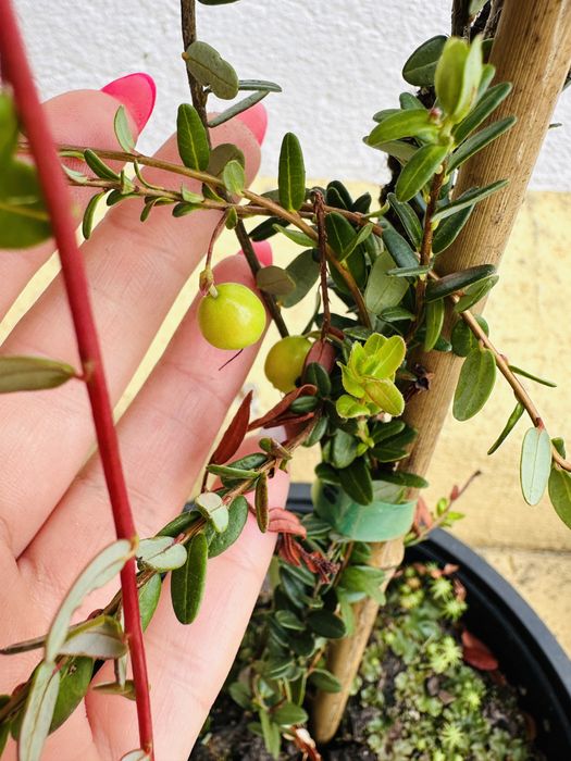 Arbusto ARANDOS SUPER FRUTO