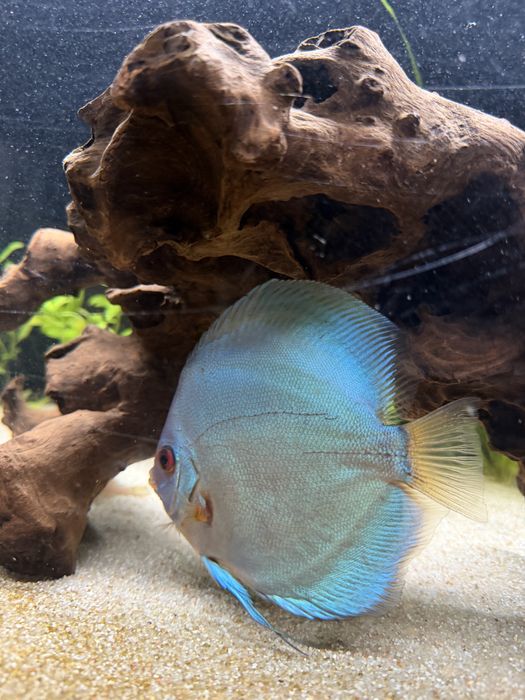 Vendo 2 discus tamanho 13/14