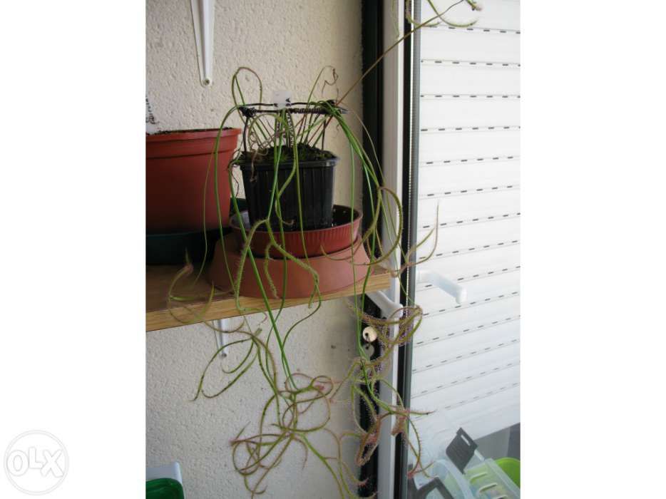 Kit completo para carnívora Drosera Binata var Multifida