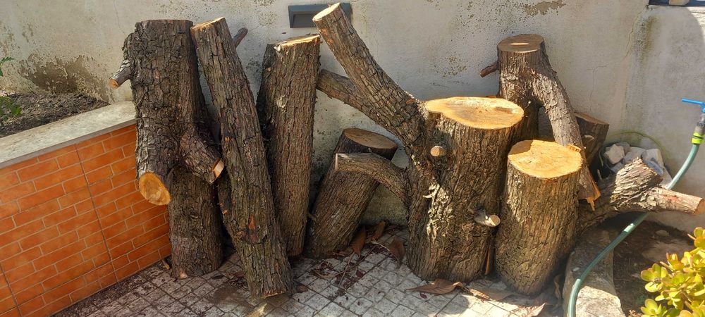 troncos de madeira cedro