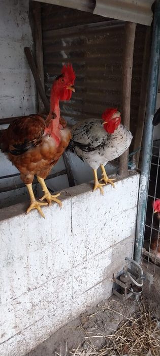 Vendo galinhas e galos
