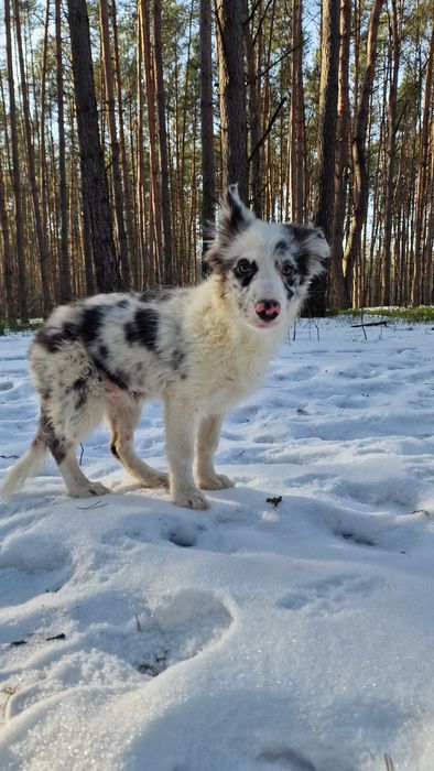 Border Collie suczka blue merle