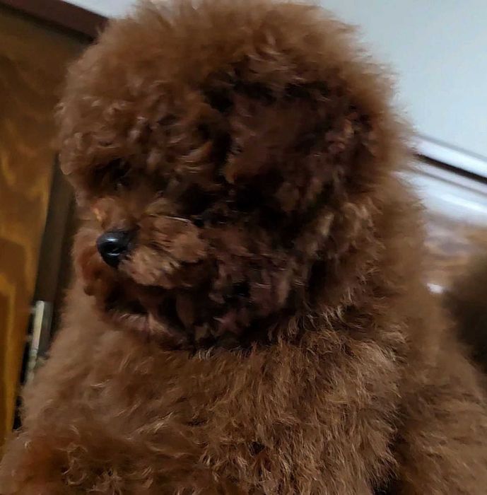 pudel dziewczyna linia chinska