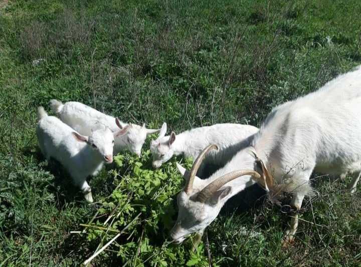 Продаються козенята (півроку) для молока та розведення