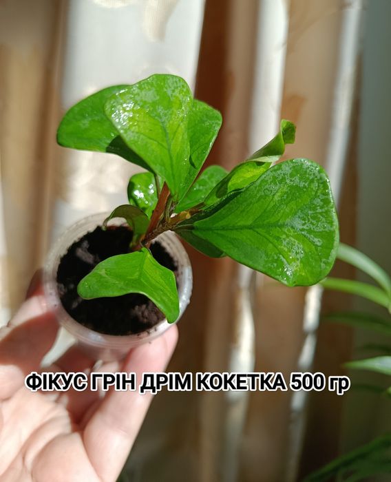 Кімнатні рослини