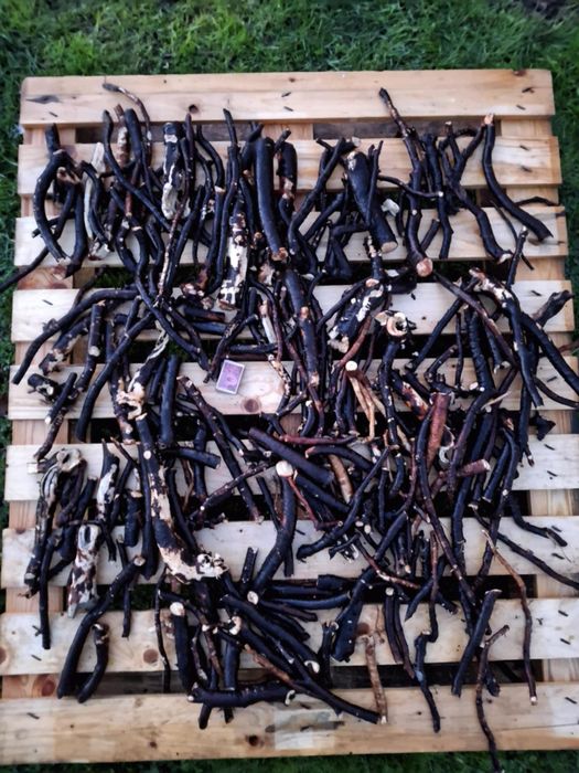 Żywokost korzeń świeżo zebrany