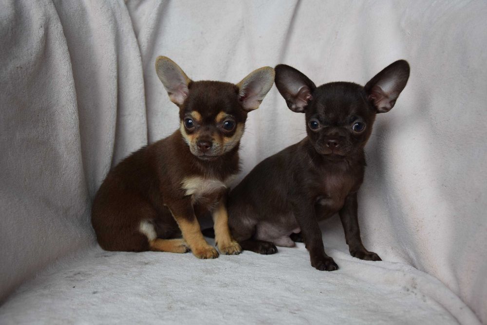 Chihuahua czekoladowa