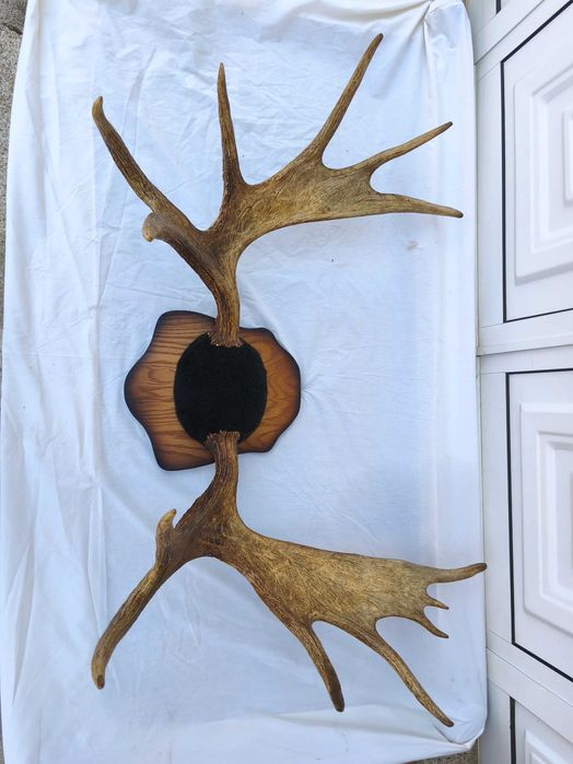 Galhada de Alce Canadiano / Troféu de Caça com Base de Madeira / Comprimento 125cm.