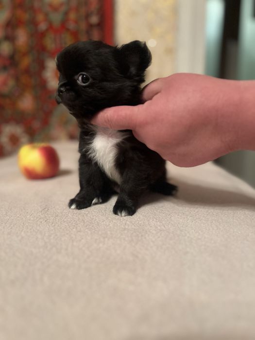 Маленьке щастя в дім