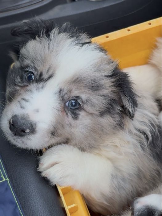 Border Collie Blue Merle