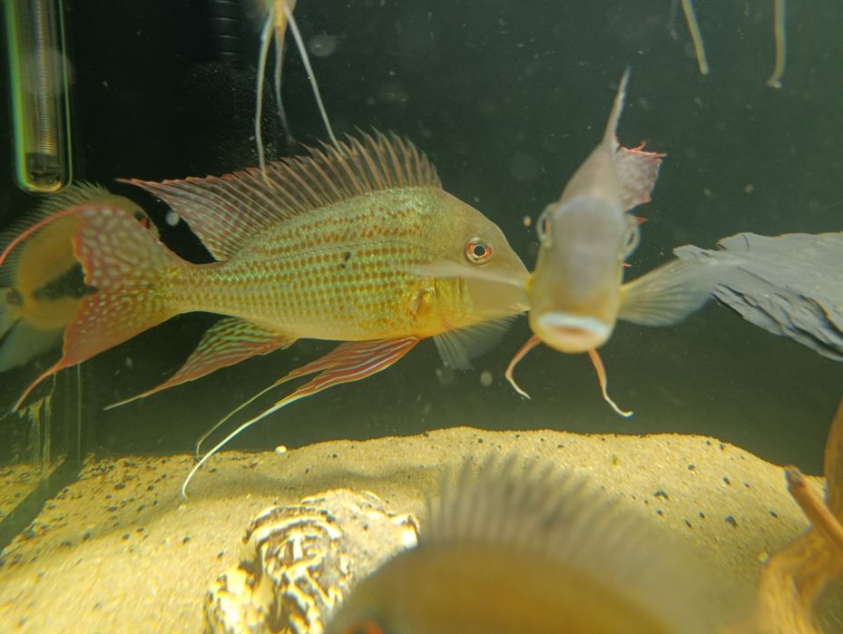 Geophagus altifrons Rio Negro