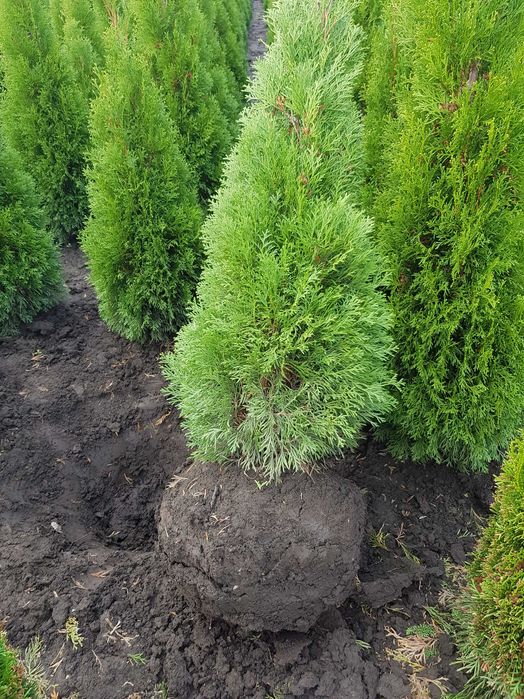 Туя Смарагд. Найнижчі ціни!