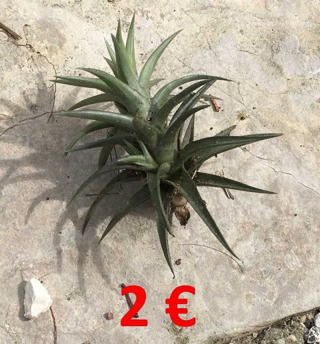 Plantas aereas (Tillandsia paucifolia)