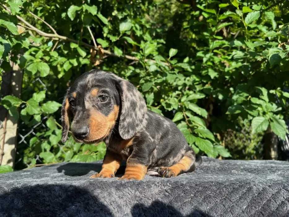 Teckel merle disponivel