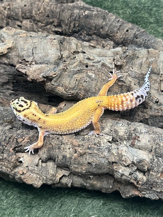 Gekon lamparci z terrarium